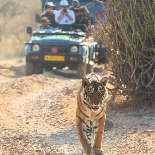 ranthambore-tiger-safari