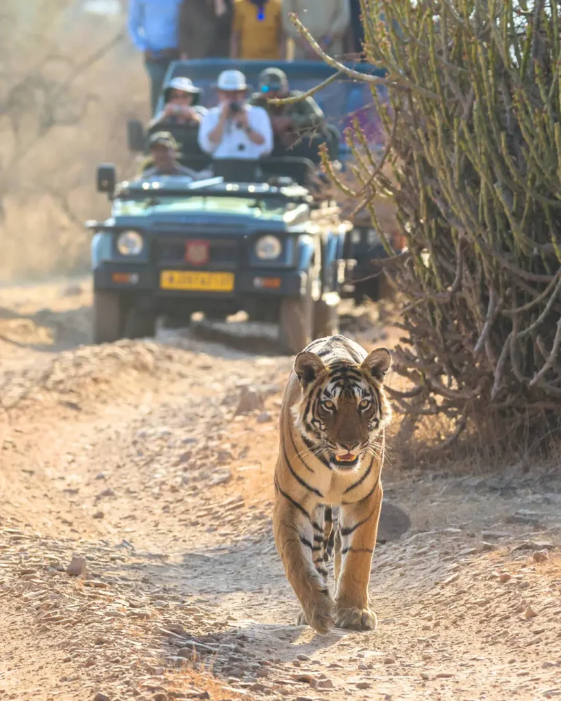 ranthambore-tiger-safari